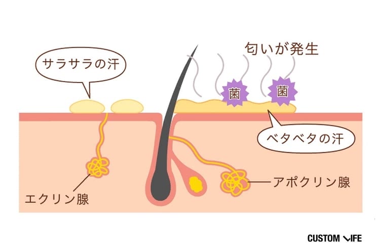 アポクリン腺から出るベタベタの汗は匂いが発生する